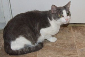 Picture of Shorty
