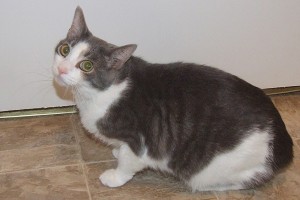 Picture of Shorty