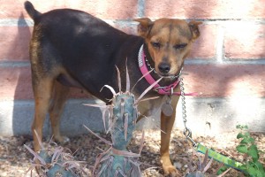 Picture of Widget