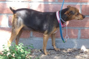Picture of Widget