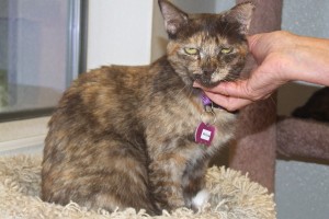Picture of Willow