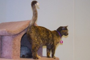 Picture of Willow