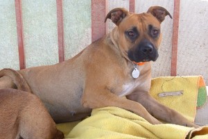 Picture of Allie