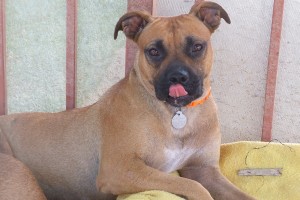 Picture of Allie