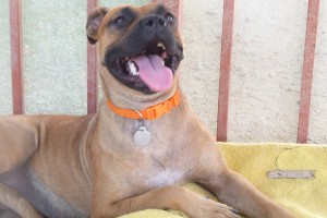 Picture of Allie
