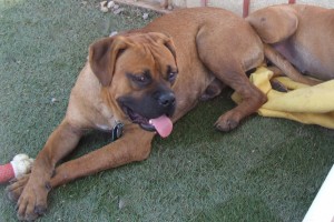 Picture of Argo