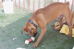 Picture of Argo