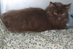 Picture of Bagheera