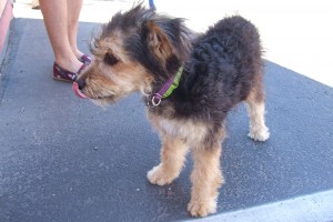 Picture of Benji