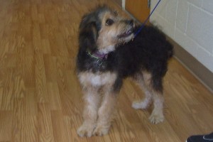 Picture of Benji