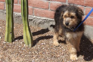 Picture of Benji