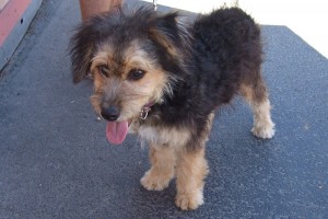 Picture of Benji