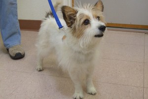 Picture of Bingo