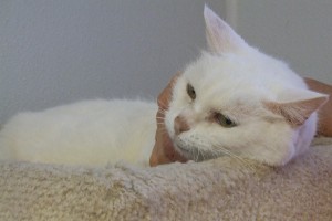 Picture of Bitsy
