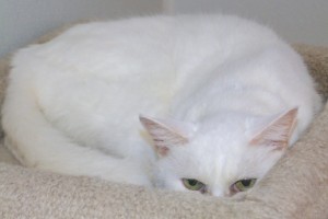 Picture of Bitsy