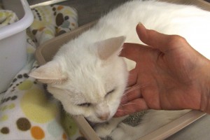 Picture of Bitsy
