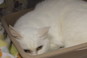 Picture of Bitsy