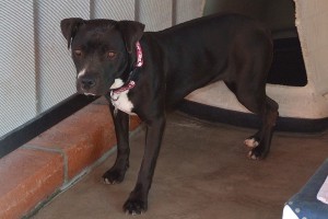 Picture of Blackie