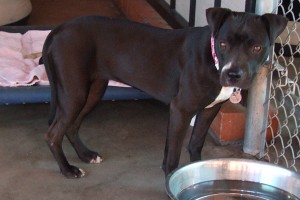 Picture of Blackie