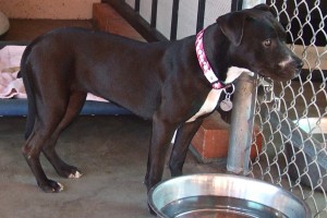 Picture of Blackie