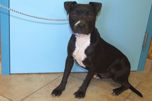 Picture of Blackie