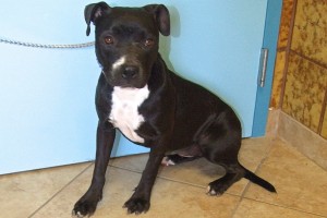 Picture of Blackie