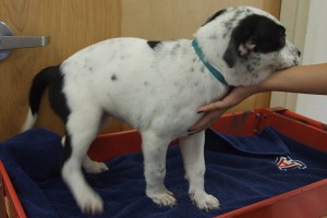 Picture of Blythe