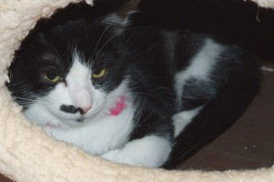 Picture of Bronte