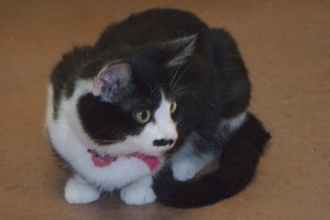 Picture of Bronte