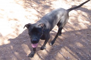 Picture of Buck