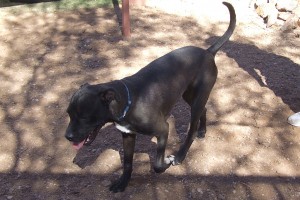 Picture of Buck