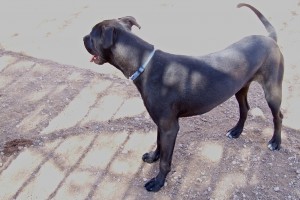 Picture of Buck