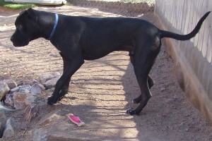 Picture of Buck