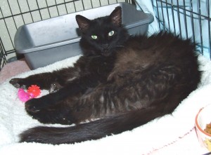 Picture of Buddy