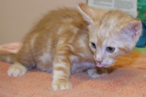 Picture of Cheez-it