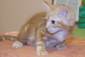 Picture of Cheez-it
