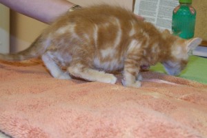 Picture of Cheez-it