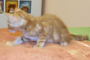 Picture of Cheez-it