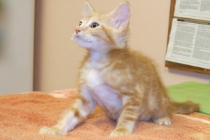 Picture of Cheez-it