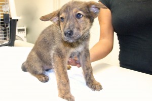 Picture of Dora