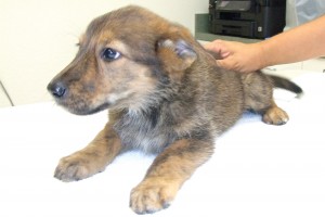 Picture of Dora