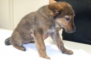 Picture of Dora