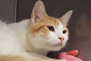 Picture of Duncan