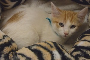 Picture of Duncan