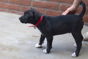 Picture of Frisco
