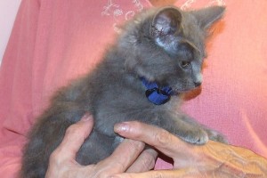 Picture of Gala