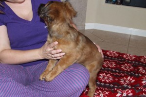 Picture of Ginger