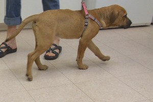 Picture of Honey
