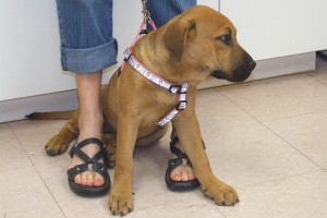 Picture of Honey