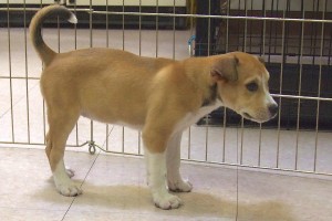 Picture of Ivy